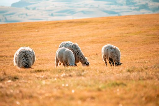 A sheep grazing in a golden meadow under a clear sky, showcasing pastoral beauty and tranquility.