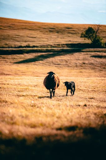 A sheep and lamb walking on a sunlit grassy field under a clear sky, showcasing rural life and nature's simplicity.