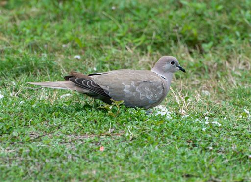 A closeup shot of a pigeon perched on the grass
