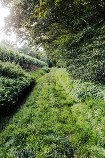 A vertical shot of a narrow pathway in a forest surrounded by trees and greenery
