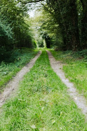 A vertical shot of a narrow pathway in a forest surrounded by trees and greenery
