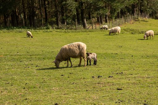 A beautiful view of sheep grazing in a field on a sunny day