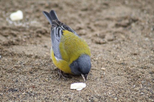 A closeup shot of a great tit on the ground eating a small piece of bread