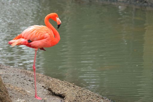 A vivid flamingo stands gracefully on one leg by the water's edge, showcasing its vibrant plumage and elegance.