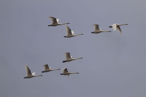 A flock of swans flying in formation against a gray sky, showcasing natural grace and beauty.