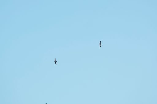 Two birds soaring in a clear blue sky