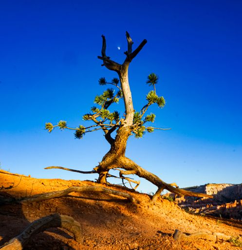 A lone tree on a rocky landscape under a clear blue sky with the moon visible, showcasing natural beauty and tranquility