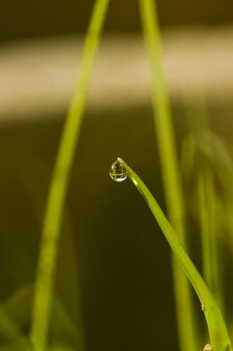 A vertical shot of water droplets on a growing plant's leaf