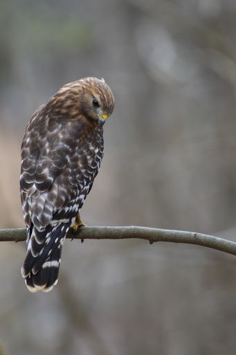A vertical closeup shot of a red-shouldered hawk looking down on a branch with a blurry background
