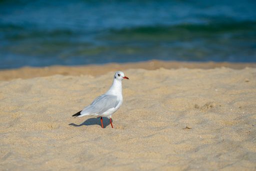 A side profile portrait the black-headed gull (Chroicocephalus ridibundus) walking on the beach