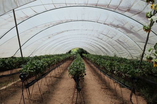 A greenhouse interior showing rows of green plants growing under a protective plastic cover, illustrating modern agriculture.