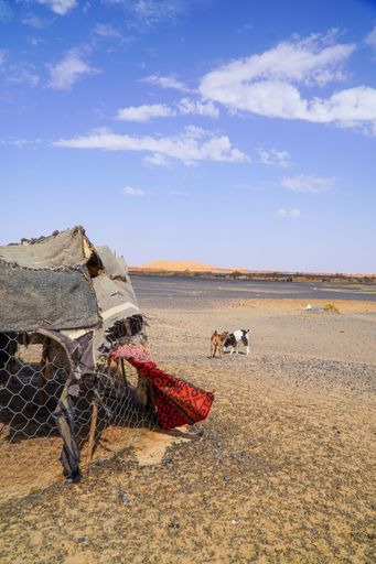 Rustic desert scene with a makeshift tent and goats under a clear blue sky, illustrating rural life in a sandy landscape.