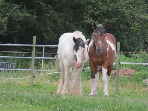 A closeup shot of white and brown horses with beautiful patterns in a green field