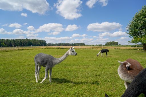 The lamas in the grassy field under the sky