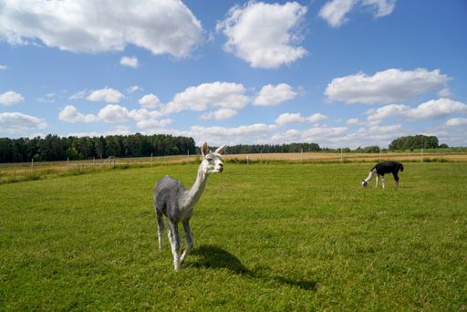 The lamas in the grassy field under the sky