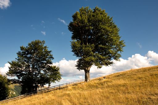 A beautiful shot of a few dark trees on a yellow hill under a bright cloudy sky in the countryside