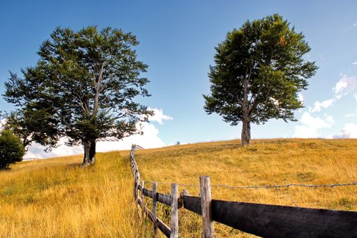 A gorgeous view of a wooden fence running along a vibrant yellow hill with a few trees on it in the countryside