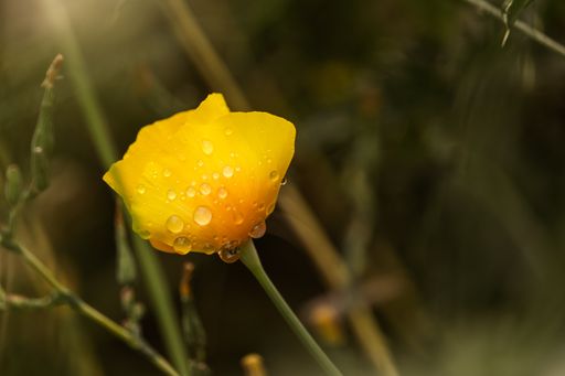 A closeup shot of water droplets on a tiny yellow flower after a drizzle