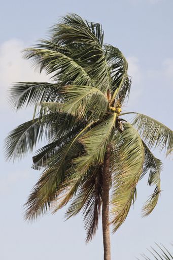 A vertical shot of a palm tree in the wind