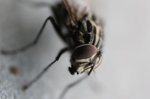 A macro shot of a fly