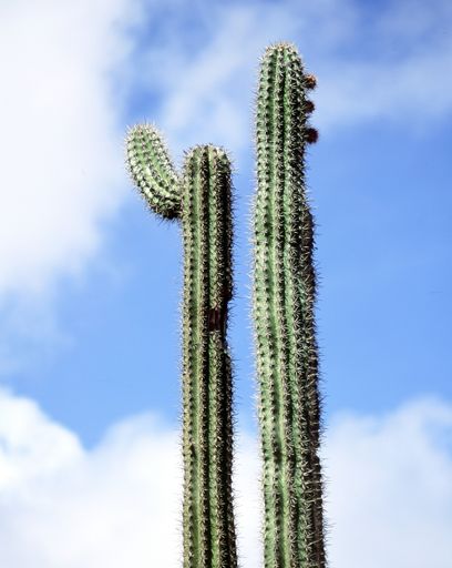 A vertical shot of cacti in a blue sky