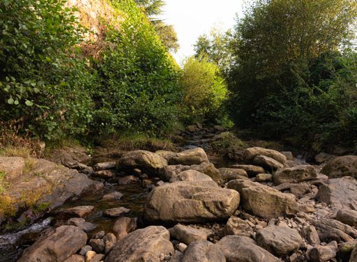 a river flowing between stones in dense green forest with trees and grass on sunny day