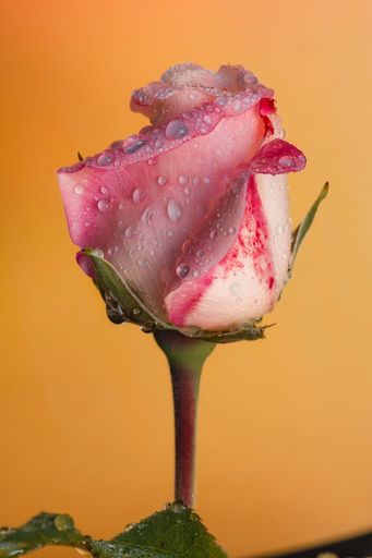 Close-up of a pink rose with dew drops against a warm orange background, showcasing delicate petals and vibrant colors.