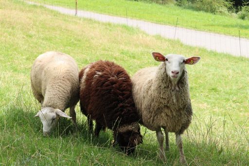 The three sheeps outdoors grazing in the fenced green area