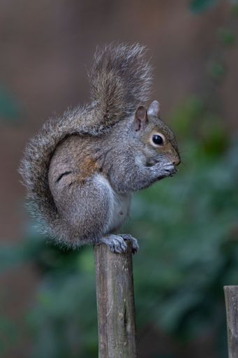 A squirrel perched on a wooden post, nibbling food, with a blurred green background, showcasing wildlife in its natural habitat.