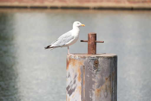 A Seagull - Larus argentatus sitting on a rusty marine pole in the harbor of Wilhelmshaven. Protection of seabirds at the world heritage wadden sea.