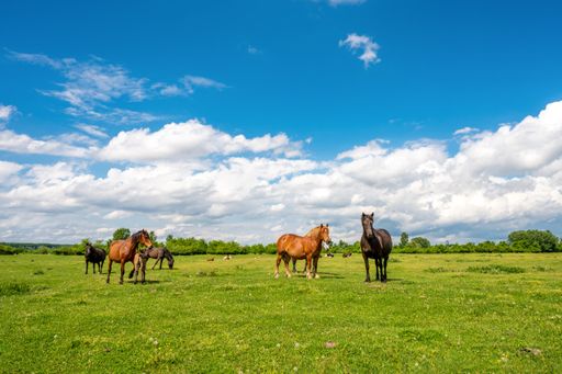 The horses and cows grazing in the green field against a cloudy sky on a sunny day