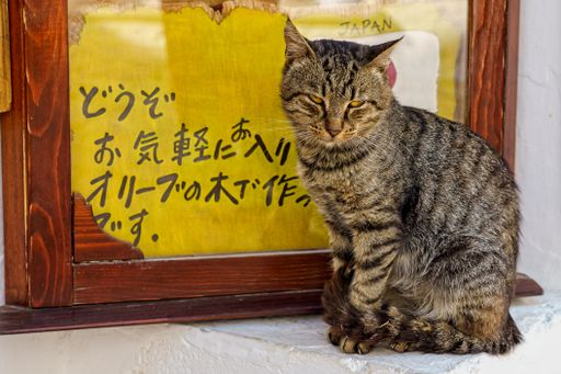 A scenic view of a small cute cat sitting next to a door