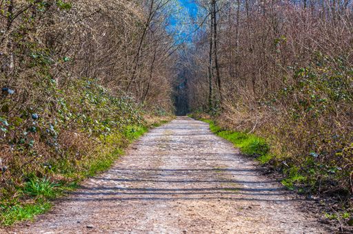 A path lined with bare trees in Les Grangettes Natural Reserve, Villeneuve, Switzerland