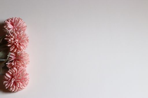 The beautiful pink hydrangea flowers against a white background - copy space