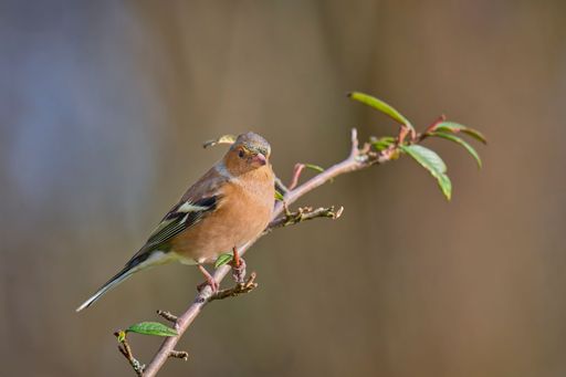 A close-up of a chaffinch perched on a branch with green leaves against a blurred background.