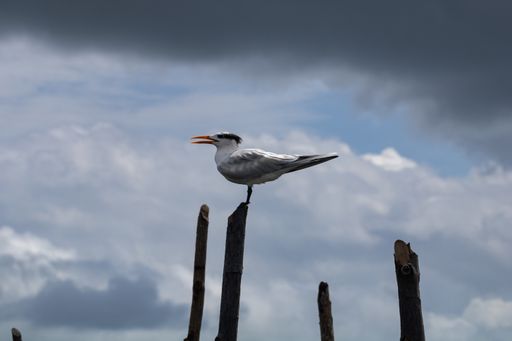 A scenic view of a Royal tern perched on a wooden stick on a blurred background