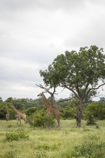 A vertical shot of cute giraffes walking among the green trees in the wilderness