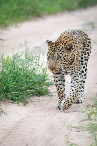 A vertical closeup shot of a beautiful African leopard walking on the road