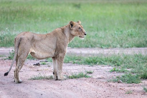 A closeup shot of a female lion standing on the road near the green valley