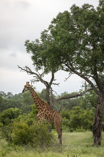 A vertical closeup shot of a cute giraffe walking among the green trees in the wilderness