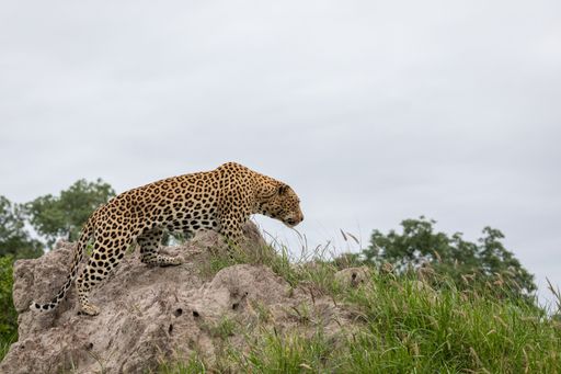 A closeup shot of an African leopard sitting on the rock with the grey sky in the background