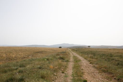 A country road through an empty field at dawn
