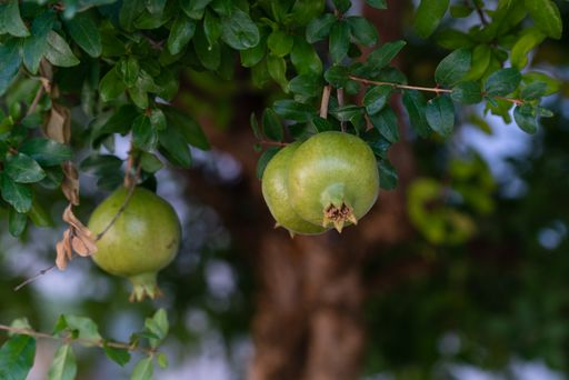 A selective focus shot of pomegranates on the tree