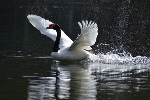 black-necked swan (Cygnus melancoryphus) at lago de regatas, parque 3 de febrero public park in Buenos Aires