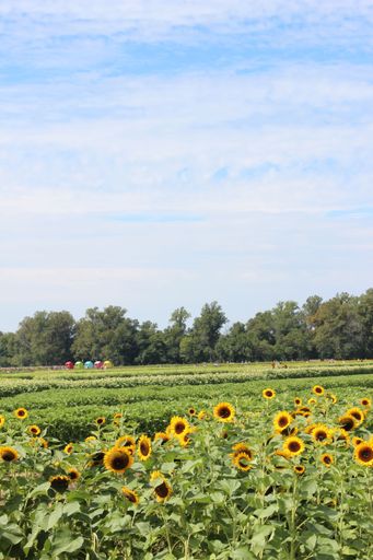 A vibrant sunflower field under a clear blue sky with trees in the background, capturing the essence of a sunny day in nature.