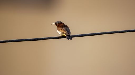 A small bird perched on a wire against a blurred brown background, showcasing its vibrant plumage in natural light.