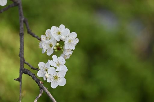 A close-up of white cherry blossoms on a branch against a blurred green background