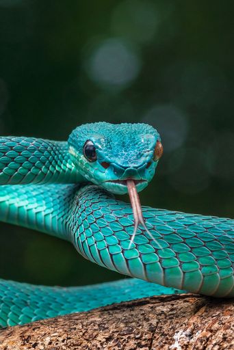 A close-up of a vibrant blue, white lipped pit viper with its tongue out on a branch