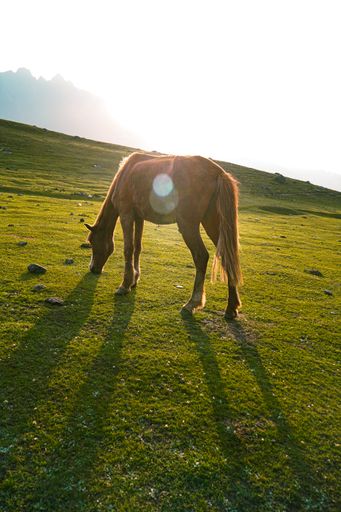 A vertical shot of a grazing horse in the mountains