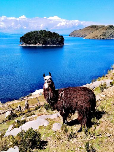 A vertical shot of a llama alpaca by the sea
